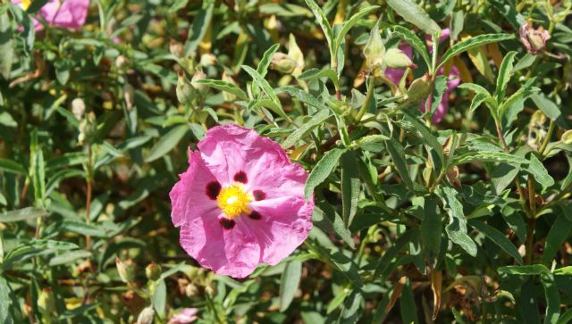 Cistus � purpureus